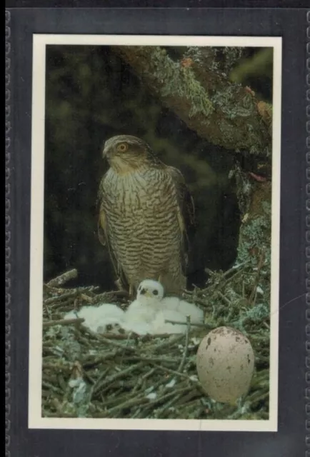 SPARROW HAWK - 25 + year old English Trade Card # 4