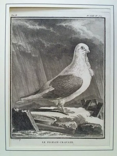 (Grandi, L. de): Le Pigeon-Cravate - Kupferstich, gezeichnet von (Jacques) ...