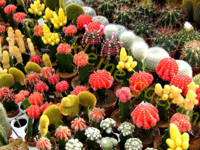 Kakteen Mix Mit Bunten Blüten Kaktus Cactus Kakteensamen Bunte Mischung 40 Samen