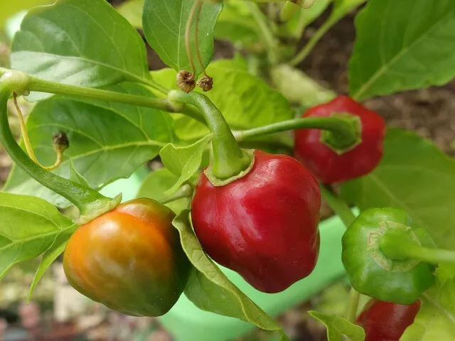 Habanero Red -  Rote Chili 100 Samen Seeds Hot! Sehr scharf!