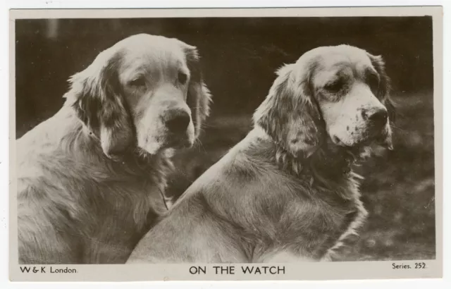 Clumber Spaniel Dogs Head Study  Vintage Old Dog Photo Postcard
