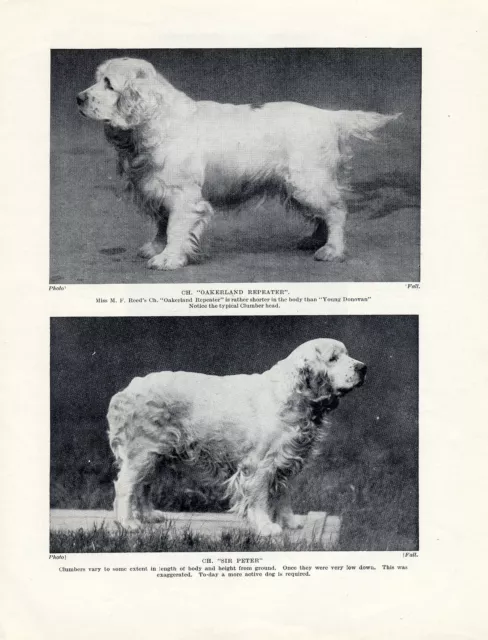 Clumber Spaniel Two Named Champion Dogs Old Original Dog Print Page From 1934