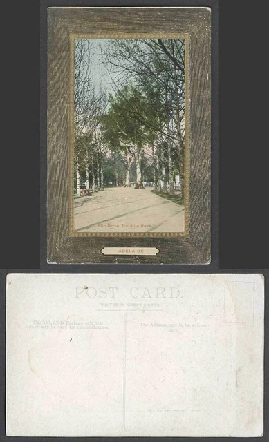 Australia, Adelaide Botanic Park Trees Botanical Garden Gdns Old Colour Postcard