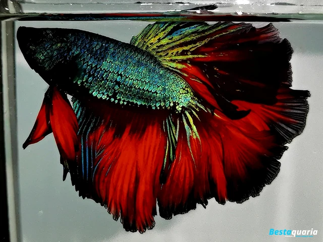 (VVIP!) Premium Live Betta Fish l Male Halfmoon METALLIC GREEN VAMPIRE