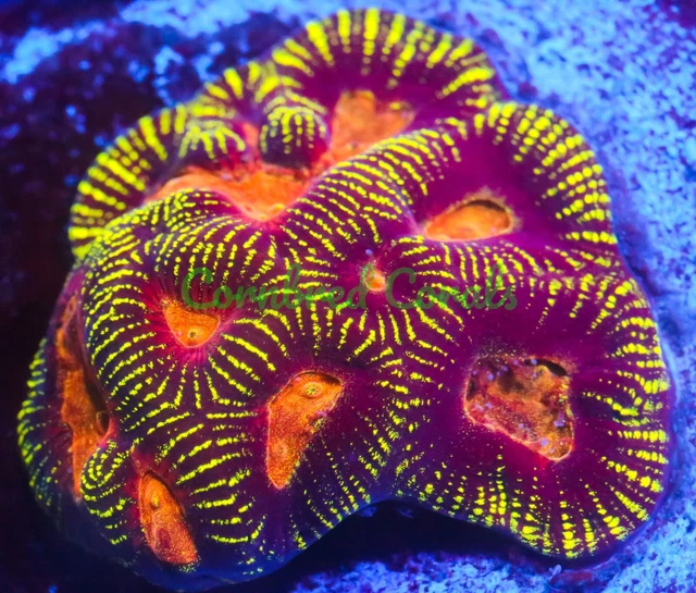 Cornbred's Vitality Maze Brain - Frag - LIVE CORAL