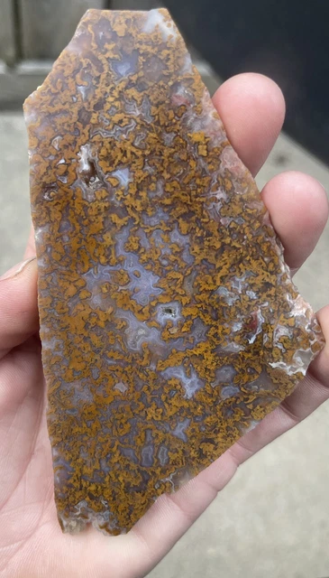 plume agate slabs old stock coveted Oregon plume
