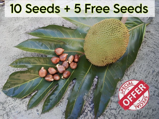 Live Rare Breadnut Artocarpus Altilis Camansi Tropical Big Plant Tree 10 Seeds.