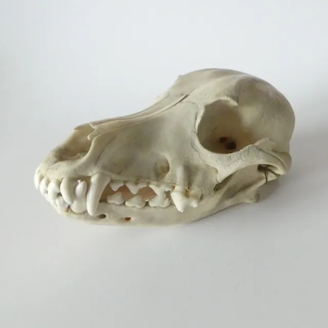 Schäferhund Original Skelettkopf Schädel Anatomiemodell Anatomie