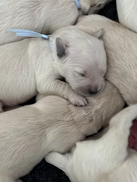 Paquete de Collares Whelping para Cachorro Recién Nacido Collares Bandas para Cuello Gatito Perro Criador X10 NUEVO