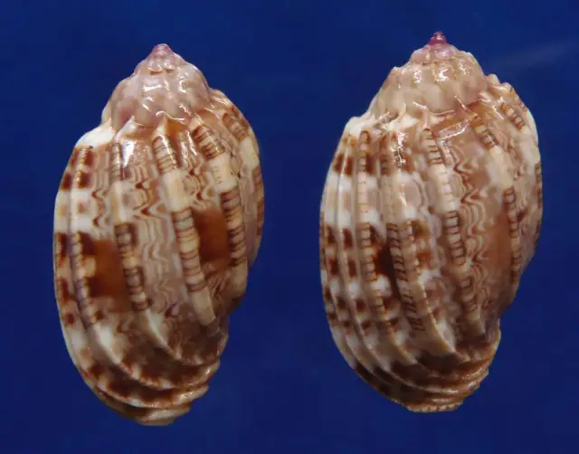 Seashell Seashell Harpa amouretta f. sucio