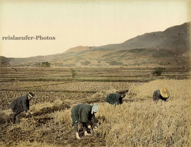 Reisernte, koloriertes Original-Albumin-Photo von ca. 1880