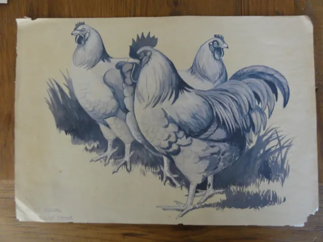 Original Watercolour Edwin W Slater "  Group Of Fowls "  Stamped E W Slater