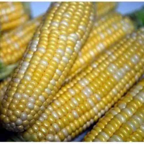 Peaches & Cream Corn Seeds | Hybrid Bicolor Sweet | Non-GMO | Free Shipping