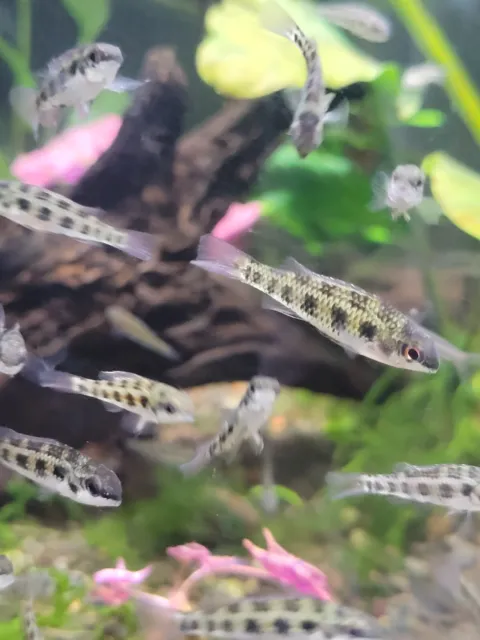 Checkerboard Cichlid Live Freshwater Aquarium Fish
