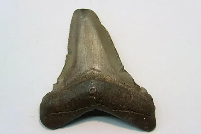 PP - Dent de requin:  CARCHARODON MEGALODON