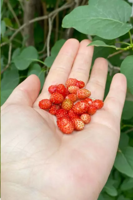 15 x Echte Walderdbeere Jungpflanze Walderdbeeren Bodendecker