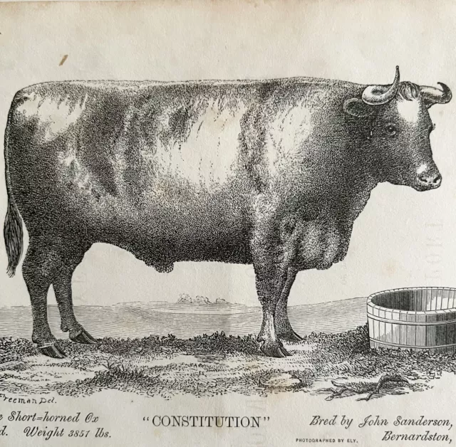 Constitution Short Horned Ox 1863 Victorian Agriculture Animals Art DWZ4A