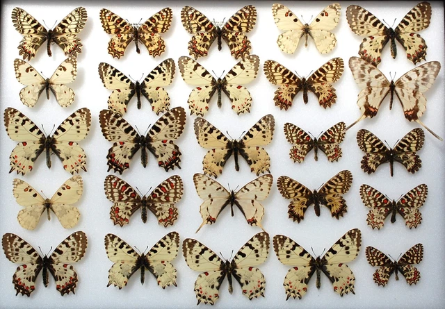 Interesting lot of the Festoon family  (not all with data)