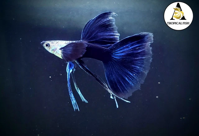 1 Pair - HB Blue Ribbon long Fin - Live Guppy Fish High Quality US Seller.