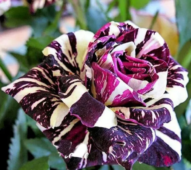 Black Dragon Rose - Garden Plant Flower - Viable Seeds - UK Stock - FREE P&P