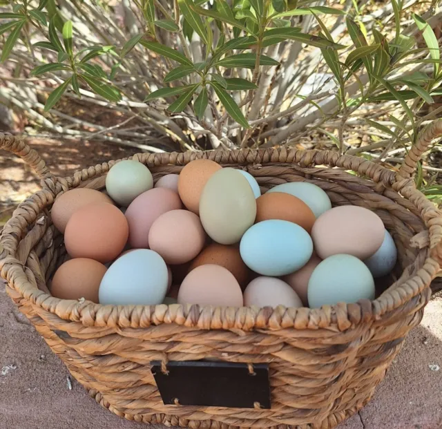 12+ Rainbow Hatching Eggs - Easter Egger, Olive Egger, Polish, Maran, Etc