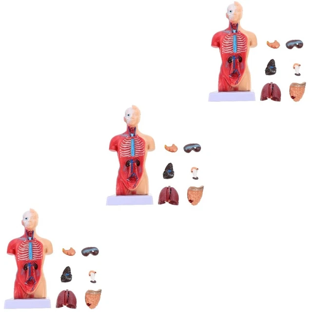 Know Body Lab Model BODY ANATOMICAL MODEL Body Anatomy Model Anatomy Human Model Anatomy ...