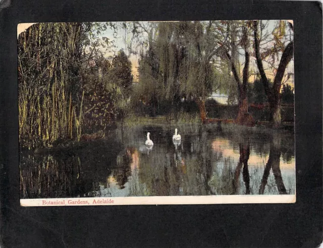 C7363 Australia SA Adelaide Botanic Gardens pu1906 vintage postcard