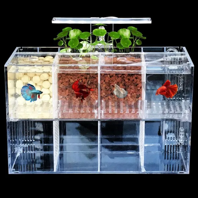 Acrylic Bettas Cylinder Isolated Fish Tank Tilted Water Pump Breeding Baby Guppy