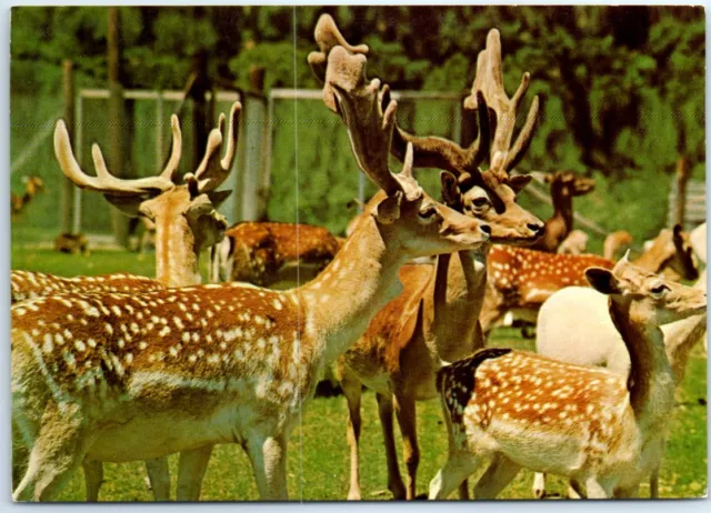 Unposted - Fallow Deer - Trexler Lehigh County Game Preserve, Schnecksville, PA