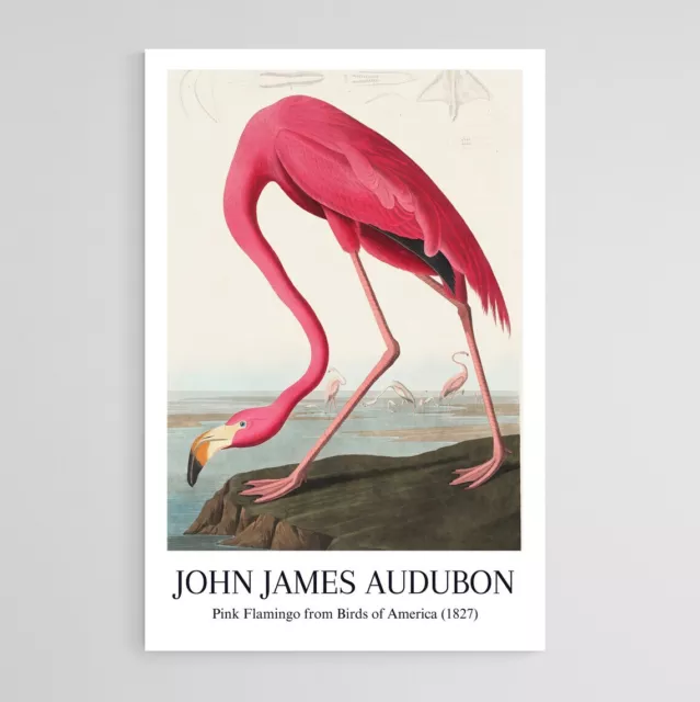 Pink Flamingo, Audubon Museum poster Choose your Size