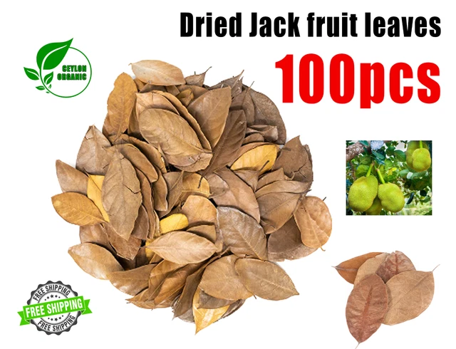 ORGANIC Dried Jack fruit leaves Quality Pure Leaf For Tea & bio Shrimp Aquarium