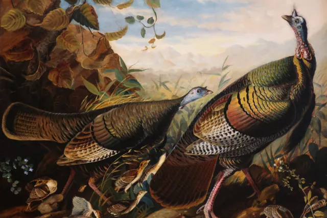 John James Audubon - Wild Turkey, Cock Hen and Young (1826) Poster Painting Art