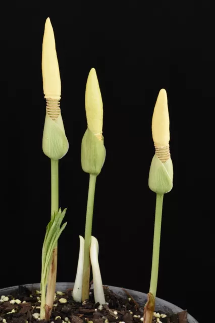 Amorphophallus interruptus . Rare Voodoo Lily.  4.5cm wide tuber. Aroid
