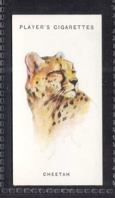 CHEETAH - 85 + year old English Tobacco Card # 14