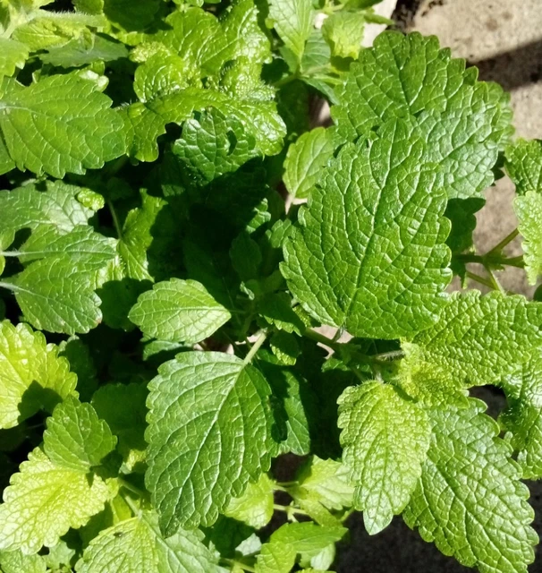 3 X LEMON balm Melissa officinalis perennial Herb. Calming. Repels Many
