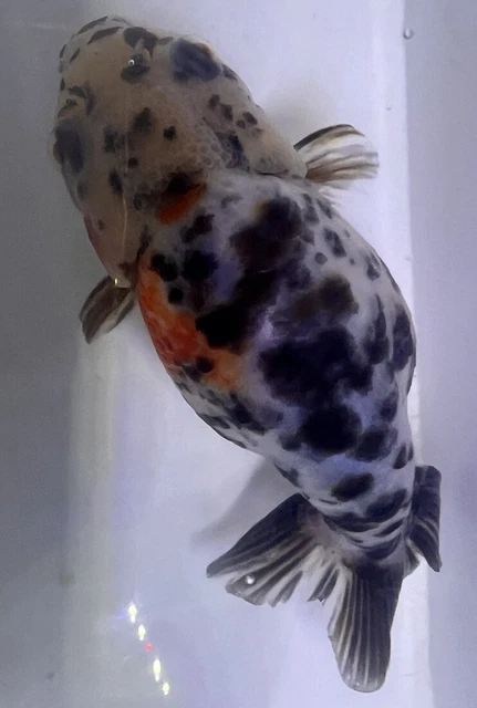 LIVE pond goldfish  Fish~ Goldfish Ranchu goldfish koi pond 4.5 -4.75Inch 3