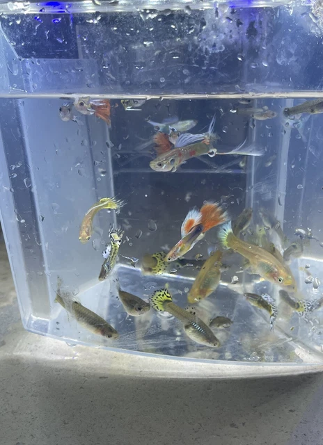 6 Assorted Color Female Guppies Live Freshwater Aquarium Fish- 4 Adults- 2 Fry