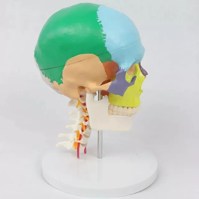 Human Skeleton Anatomical Cervical Vertebra Model Skull Colored Bones Supplies