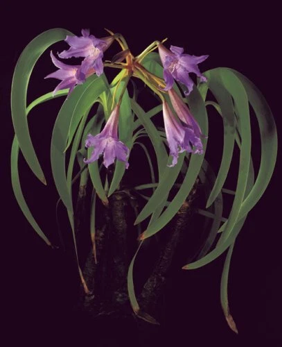 Botanica Magnifica Portraits of the World's Most Extraordinary Flowers and Pl... 3