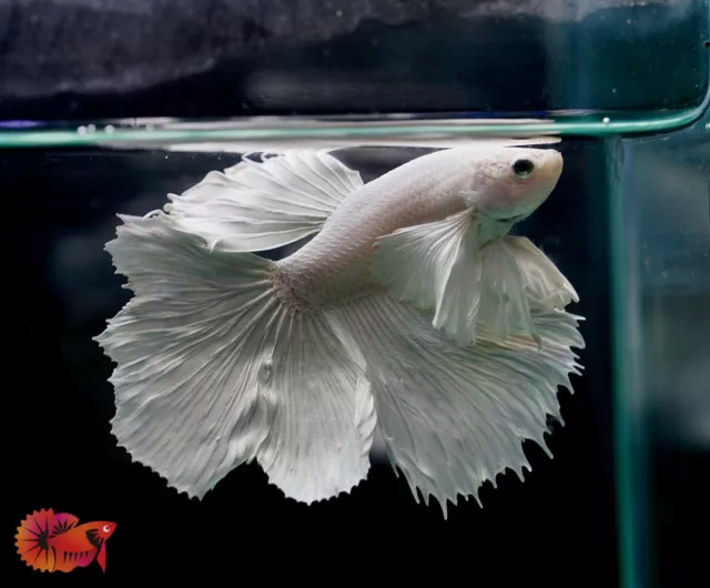 Dumbo Pearl White Fancy Halfmoon Live Male Betta Fish - High Quality Grade A+++