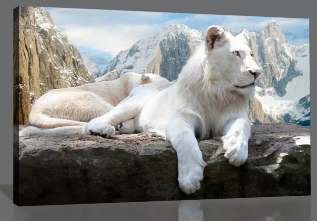 White Mountain Lion Animal Canvas Wall Art Picture Print