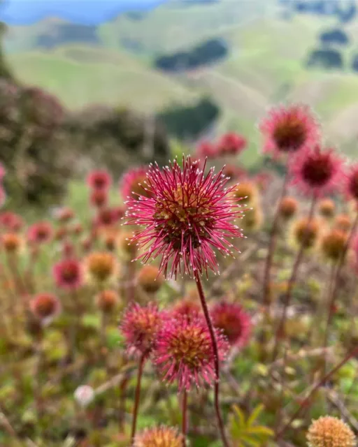 The Weird and Wonderful Plant Collection - 100 seeds, 5 different Aussie Natives