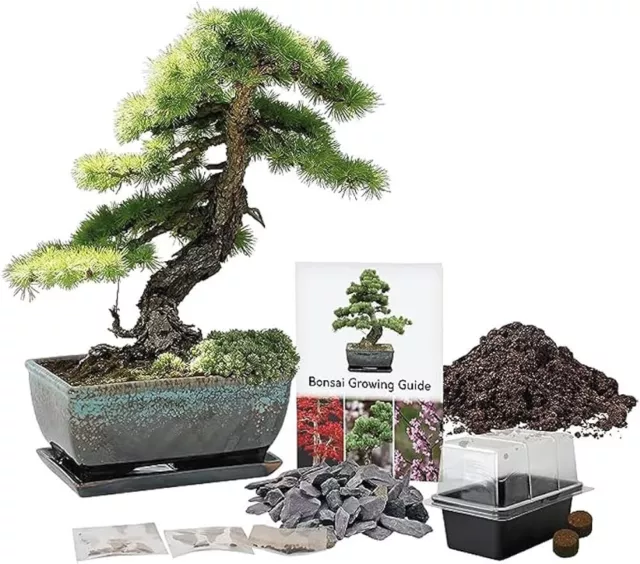 Bonsai Tree Bundle | Grow Your Own Bonsai Tree Starter Kit | Gifts for Him | Her Bonsai Tree Bundle | Grow Your Own Bonsai Tree Starter Kit | Gifts for Him | Her