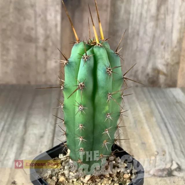 T. peru. 'Dawsons #1’ x bridge 'Sina’ - Rare Cactus Succulent 218