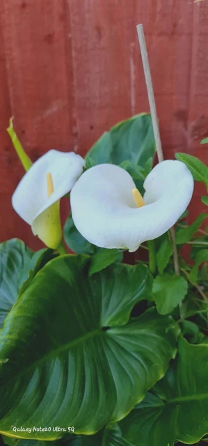 Zantedeschia Aethiopica White Calla Lily / Arum Lily - Choose Quantity (10 To 100) - Bare Root