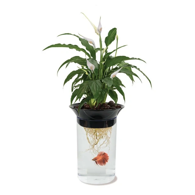 NATURE'S AQUAPONIC betta fish tank