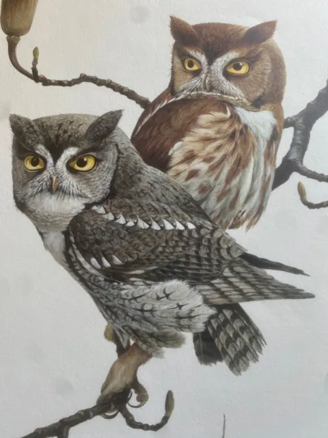 Large Ray Harm Lithograph Two Screech Owls Signed w/Folder & paperwork-Plate XLV