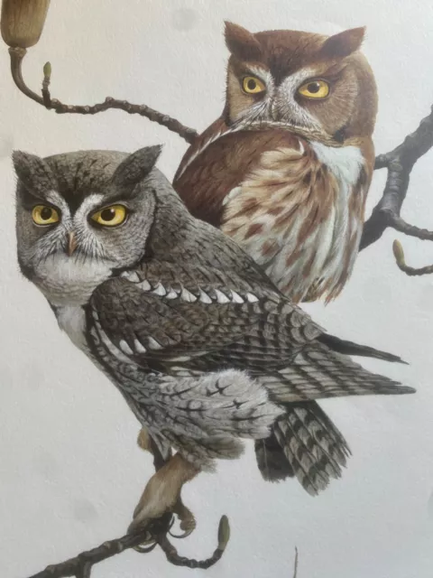 Large Ray Harm Lithograph Two Screech Owls Signed w/Folder & paperwork-Plate XLV Large Ray Harm Lithograph Two Screech Owls Signed w/Folder & paperwork-Plate XLV