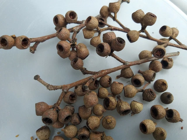 Australian Gum Nuts (150 pack)