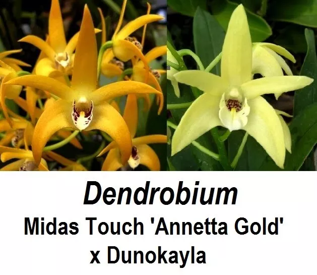 THG Orchid DENDROBIUM Brimbank Mikado established in a 12cm Pot Mar40